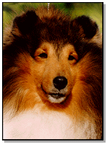 p1image1.gif (20559 bytes)